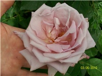 a8ace4ac-Picture 594.jpg